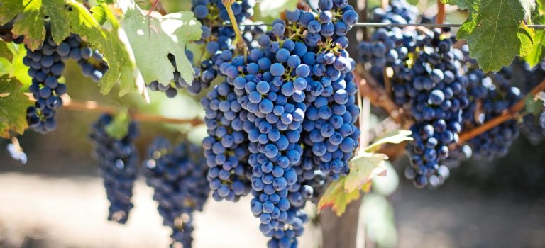 Immobilier Salon de Provence, acheter un mas provençal ou un vignoble